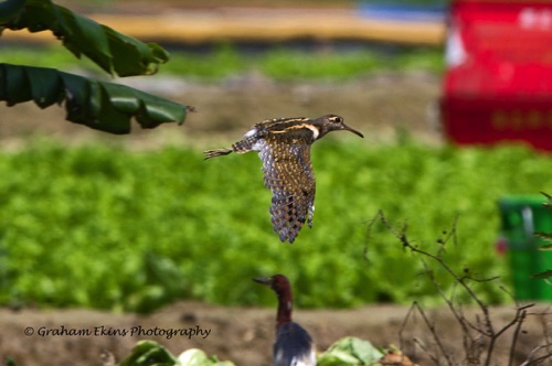 Greater Painted Snipe
Long Valley (near Sheng Shui Township)